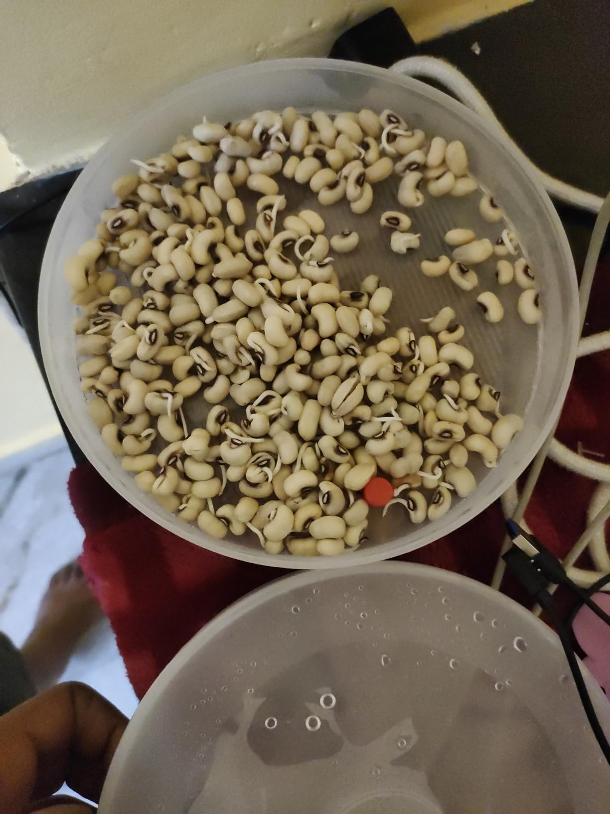 Sprout Maker With 4 Compartments